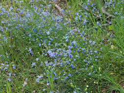 Image of Heliophila coronopifolia L.