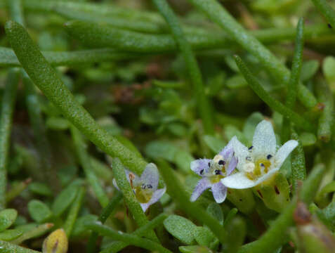 Imagem de Limosella australis R. Br.