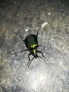 Sivun Calosoma (Calosoma) aurocinctum Chaudoir 1850 kuva