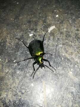 Imagem de Calosoma (Calosoma) aurocinctum Chaudoir 1850