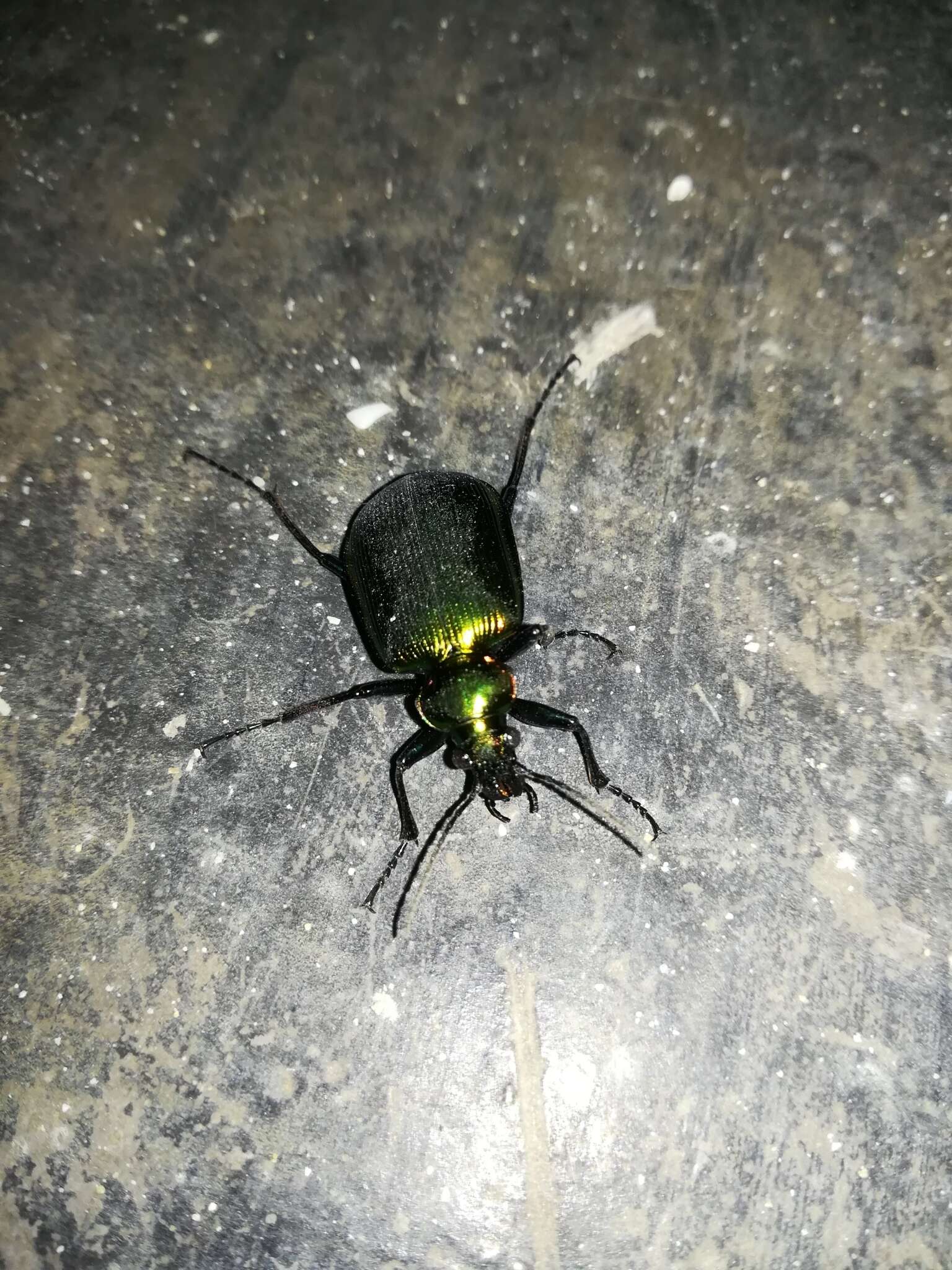 Слика од Calosoma (Calosoma) aurocinctum Chaudoir 1850