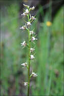 Image of Fragrant leek orchid