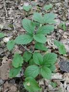 Plancia ëd Melittis melissophyllum subsp. carpatica (Klokov) P. W. Ball