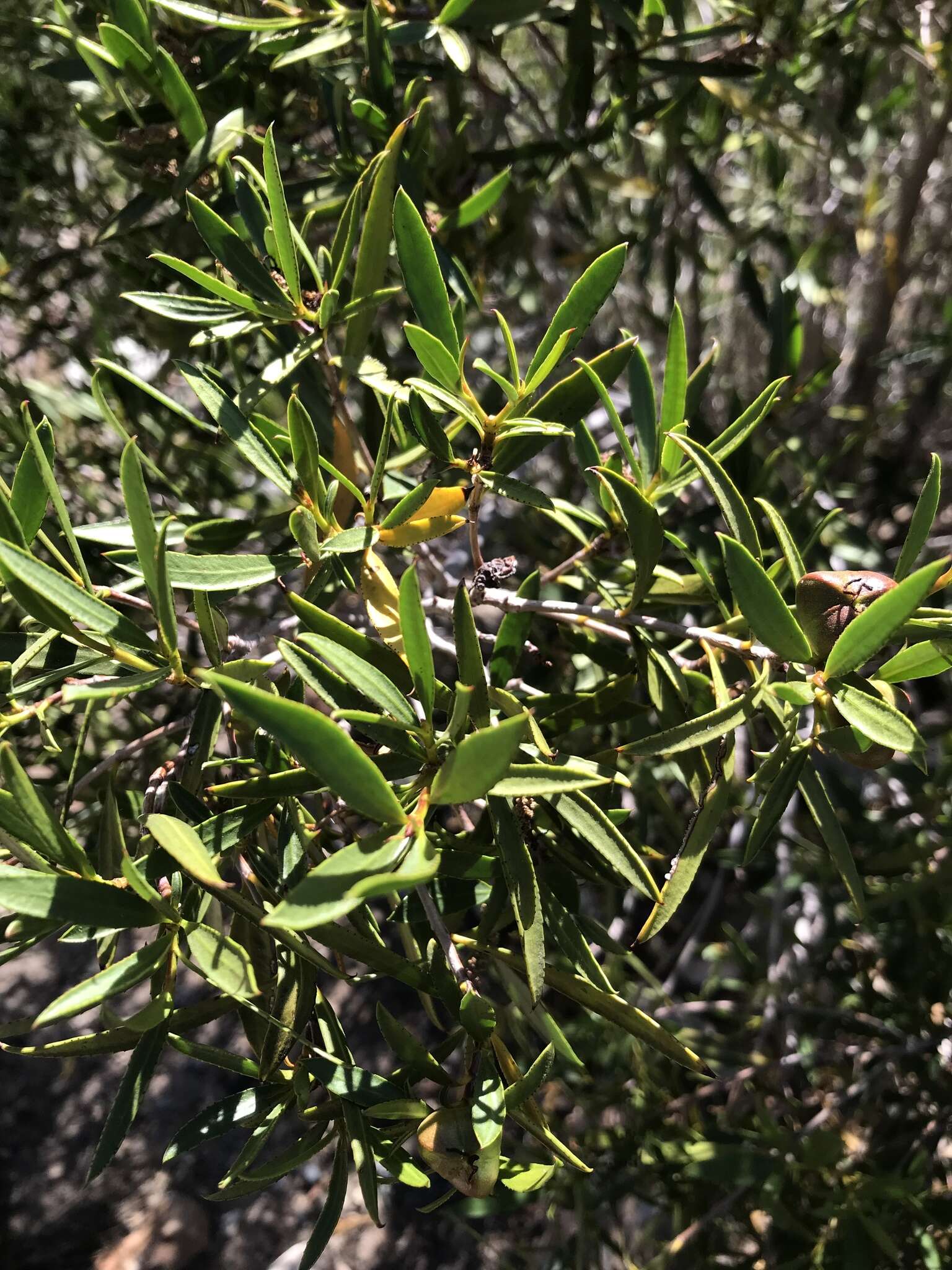 Image of Colliguaja salicifolia Gillies & Hook.