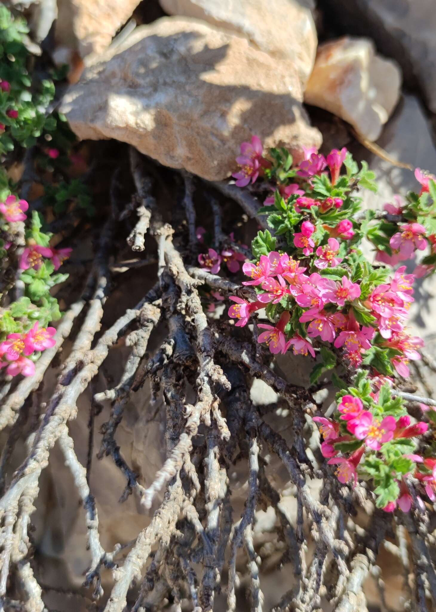 Image of Mountain cherry