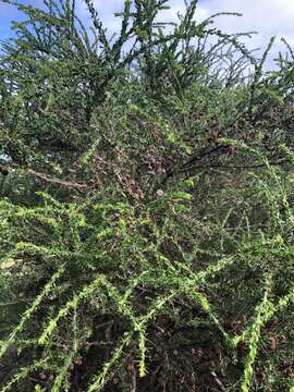 Image of Acacia tristis