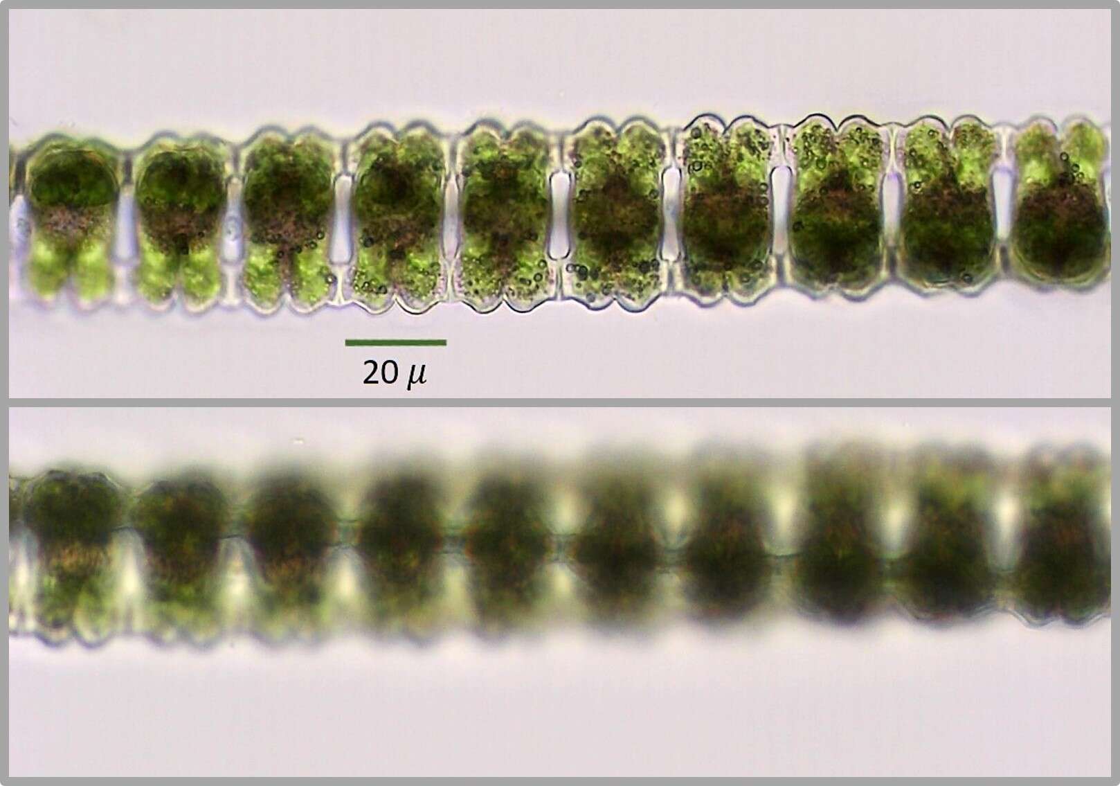 Image of Desmidium aptogonum