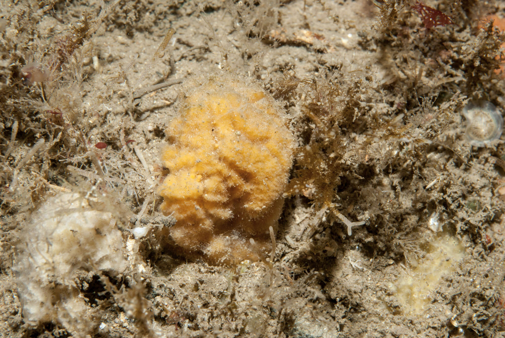 Image of Axinella parva Picton & Goodwin 2007
