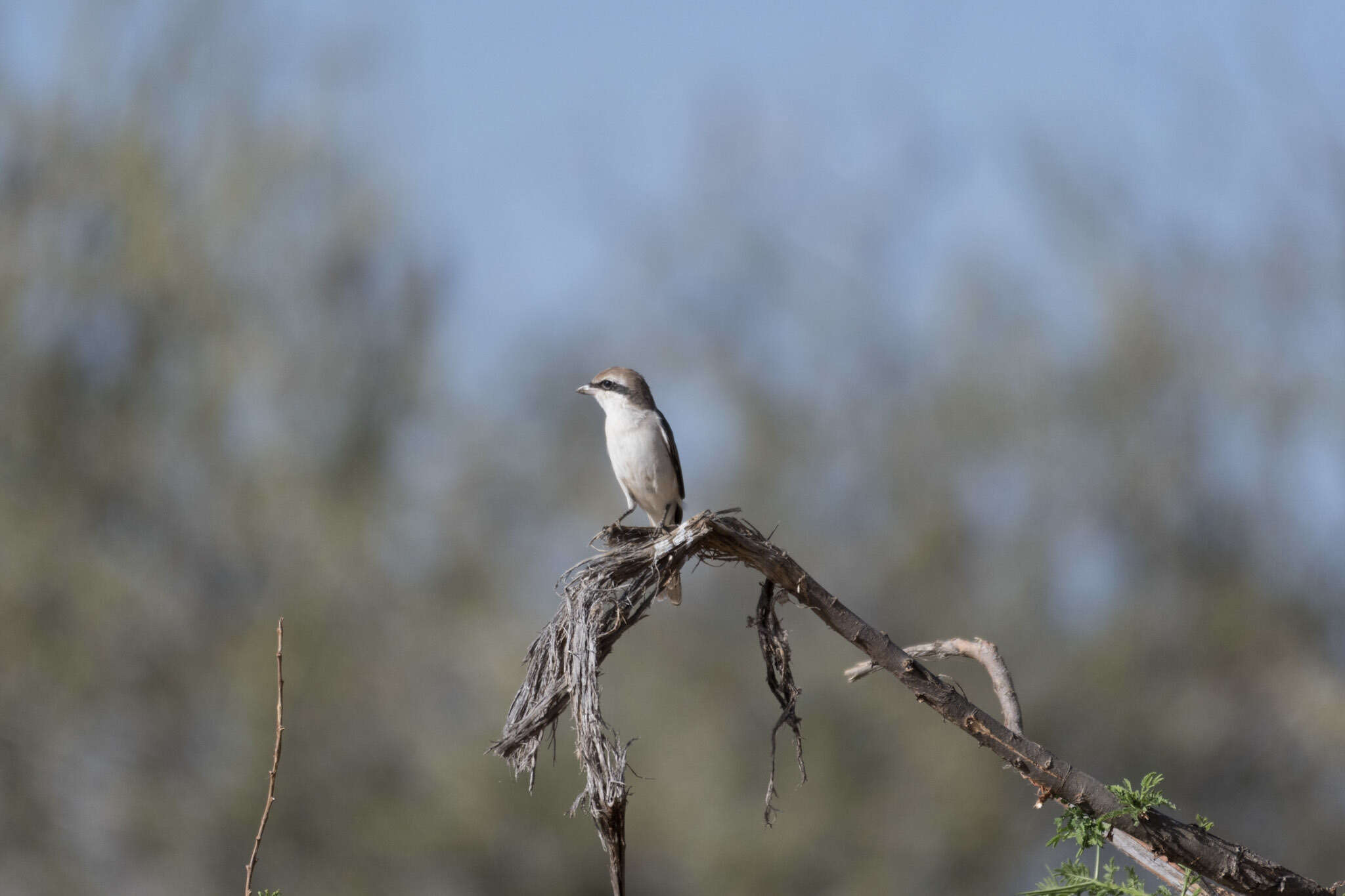 Image of Red-tailed Shrike