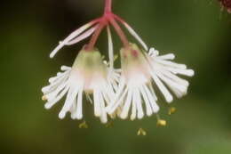 صورة Euphorbia eglandulosa V. W. Steinm.