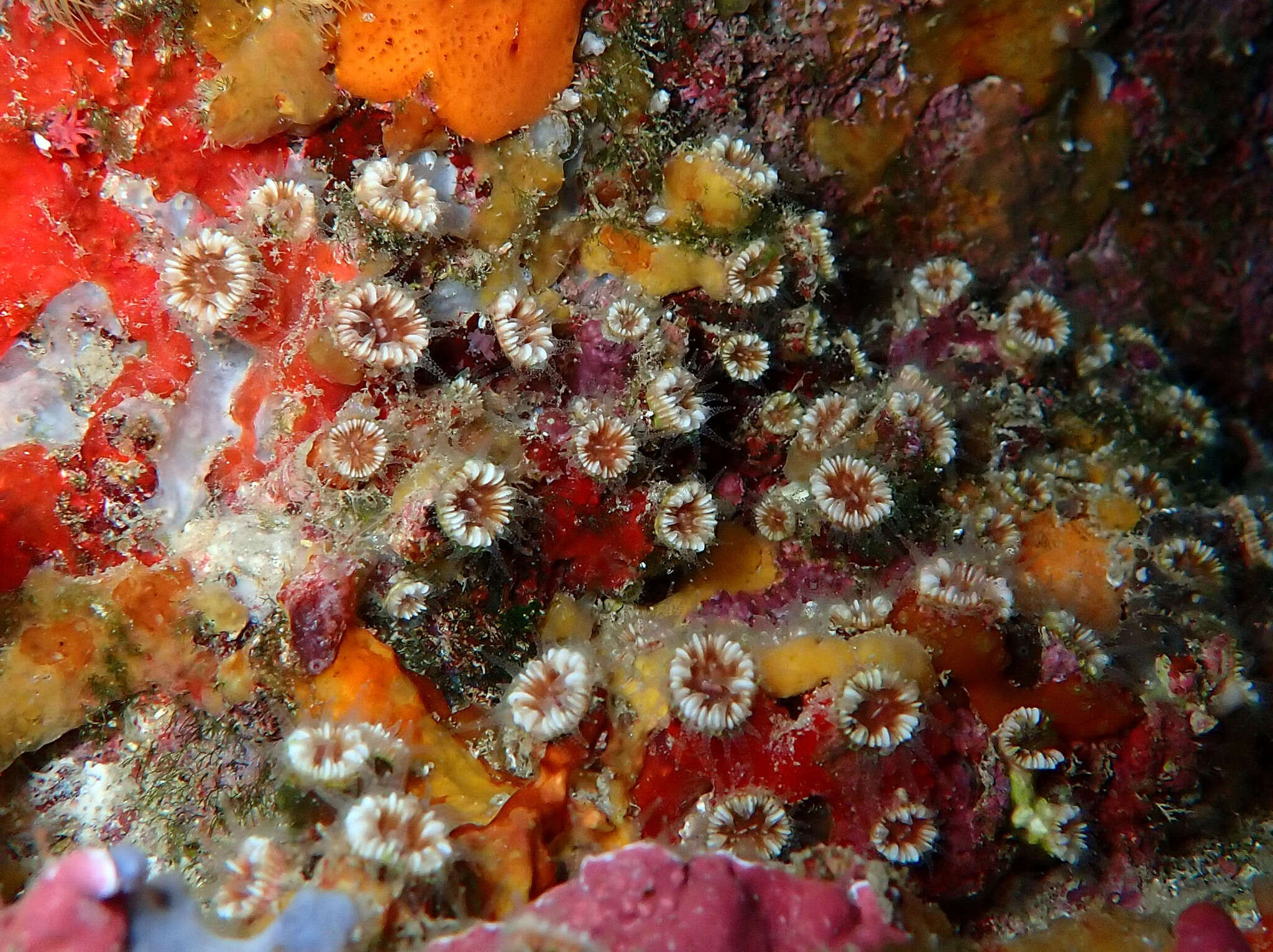 Image of Polycyathus muellerae (Abel 1959)