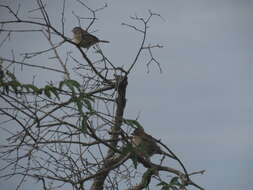 Image of Grassland Sparrow