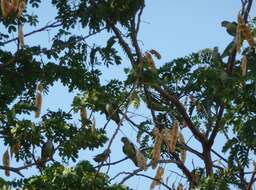 Image of Grey-headed Lovebird