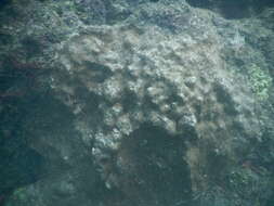 Image of hump coral