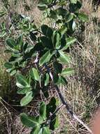 Image of Lowveld fig