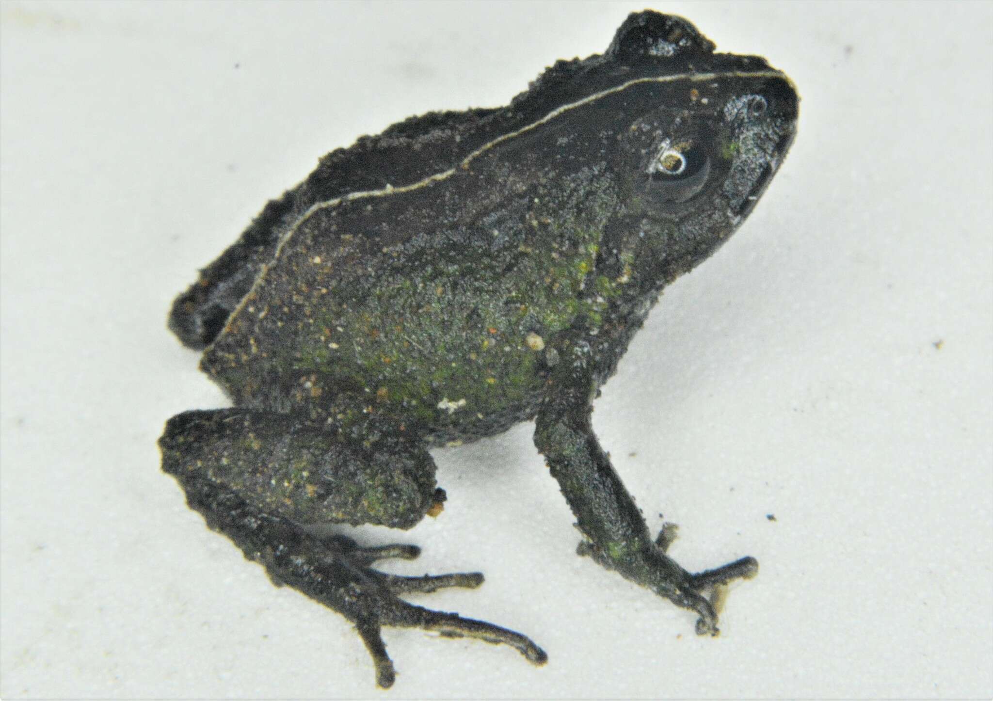 Image of Pristimantis festae (Peracca 1904)