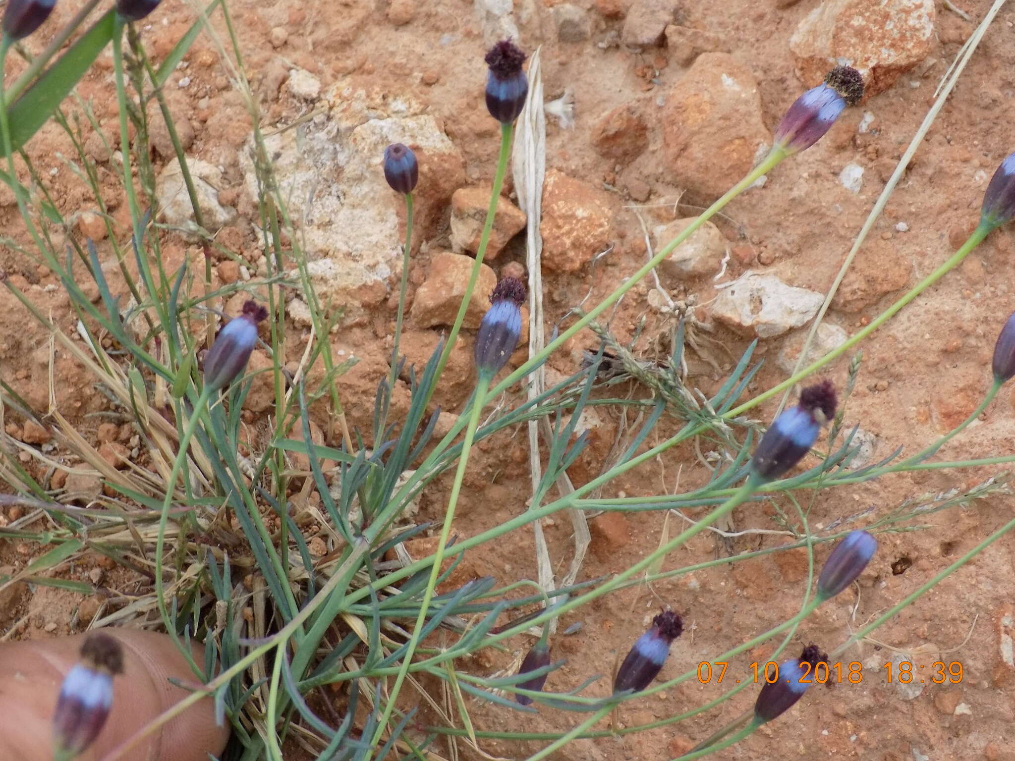 Image of Porophyllum linaria (Cav.) DC.