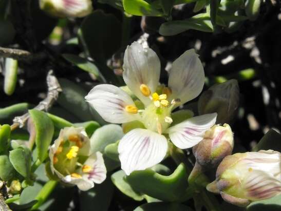 Image de Roepera leptopetala (Sond.) Beier & Thulin