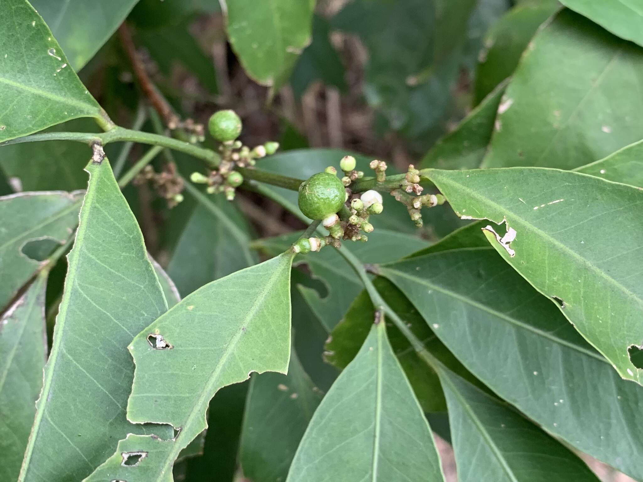 Image of flower axistree