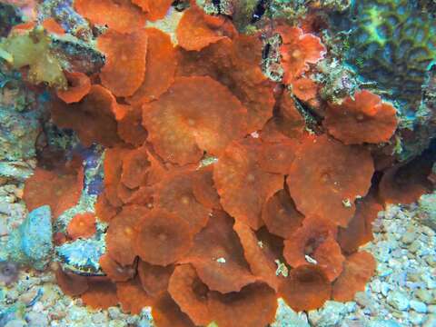 Image of Mushroom anemone