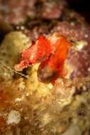 Image of Pontoh`s Pygmy Seahorse