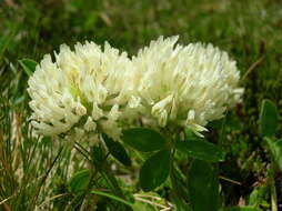 Image of Trifolium pratense var. frigidum Gaudin