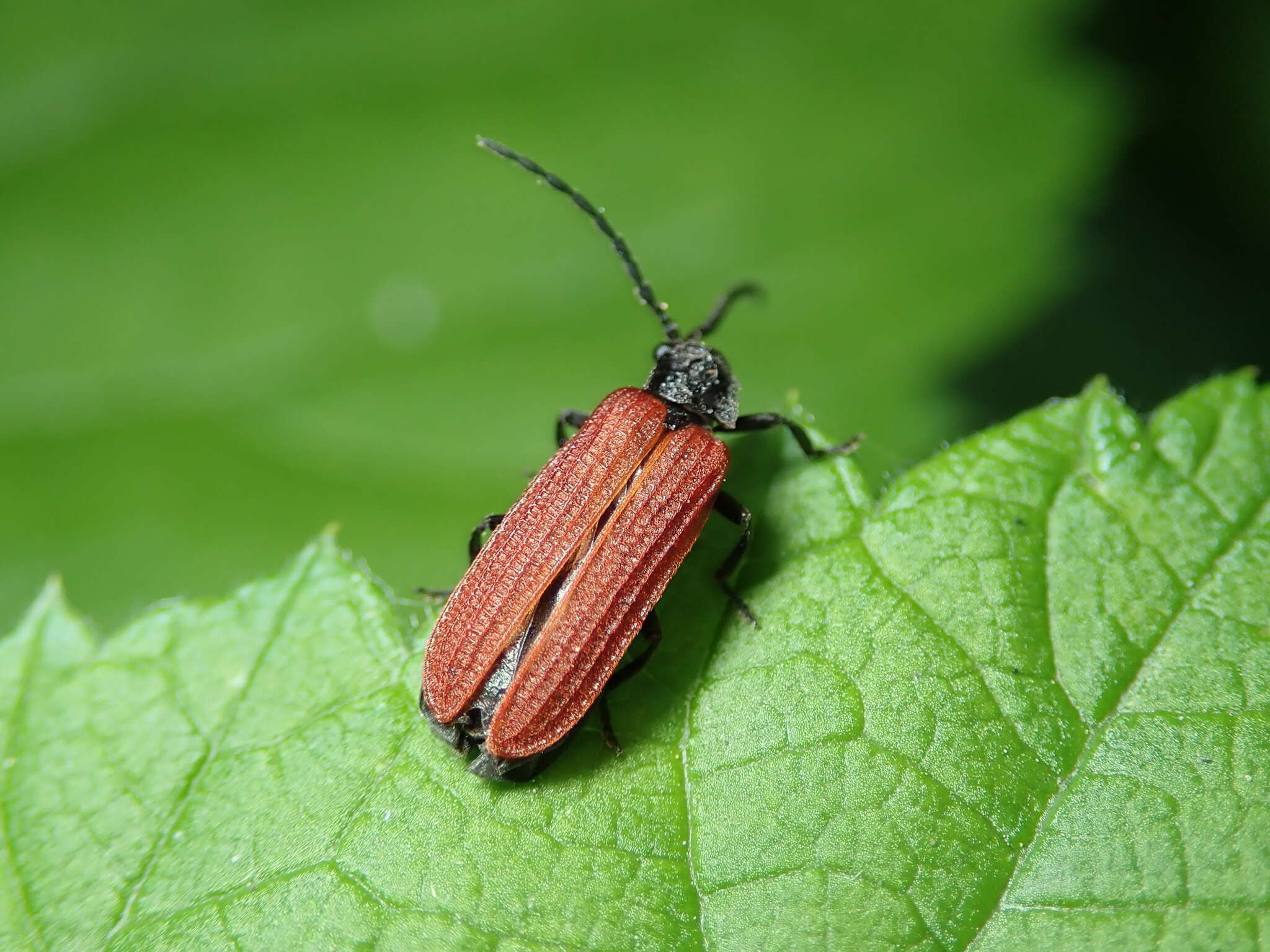 Image of Pyropterus nigroruber (De Geer 1774)