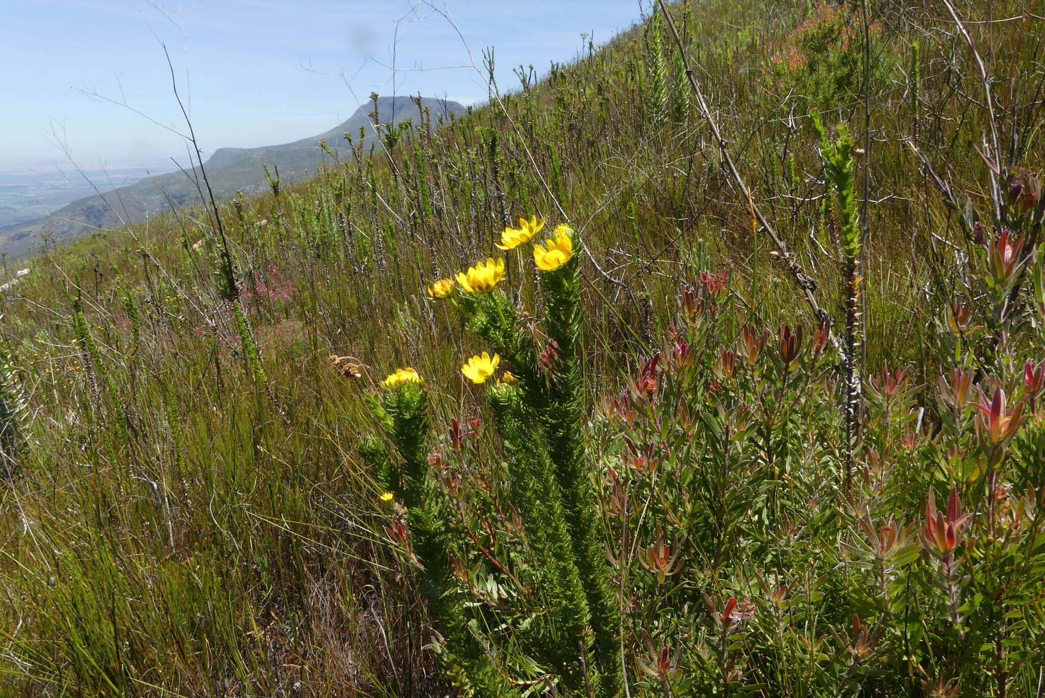 Image of Euryops pinnatipartitus (DC.) B. Nordenst.