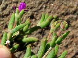 Image of Trichodiadema rogersiae L. Bol.