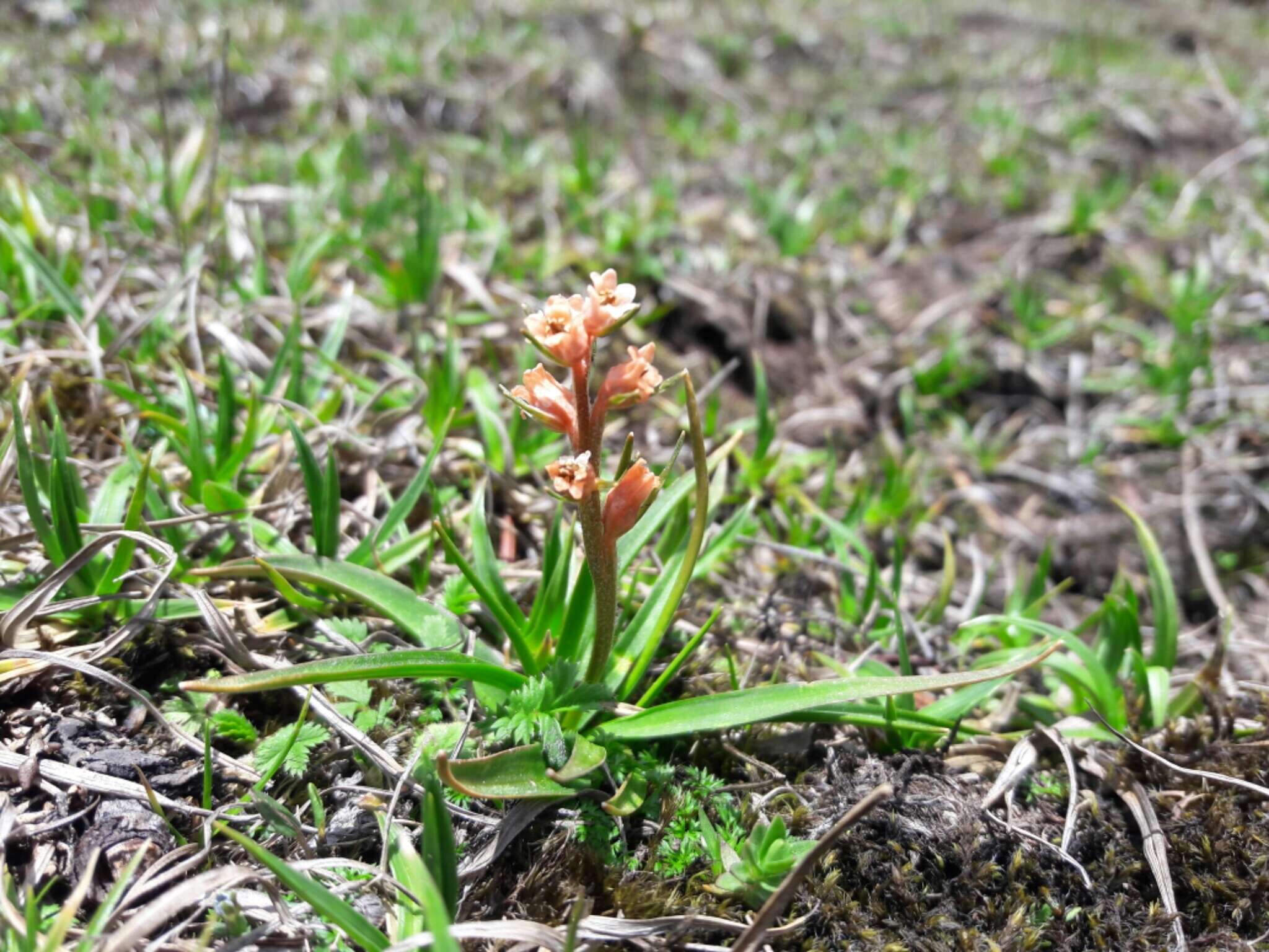 Image of Few Flowered Colic-Root