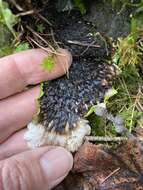 Image of British felt lichen