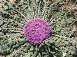 Image de Platycarphella carlinoides (Oliv. & Hiern) V. A. Funk & H. Rob.