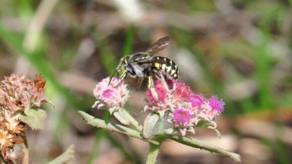 Image of Spot-fronted Wool-carder Bee