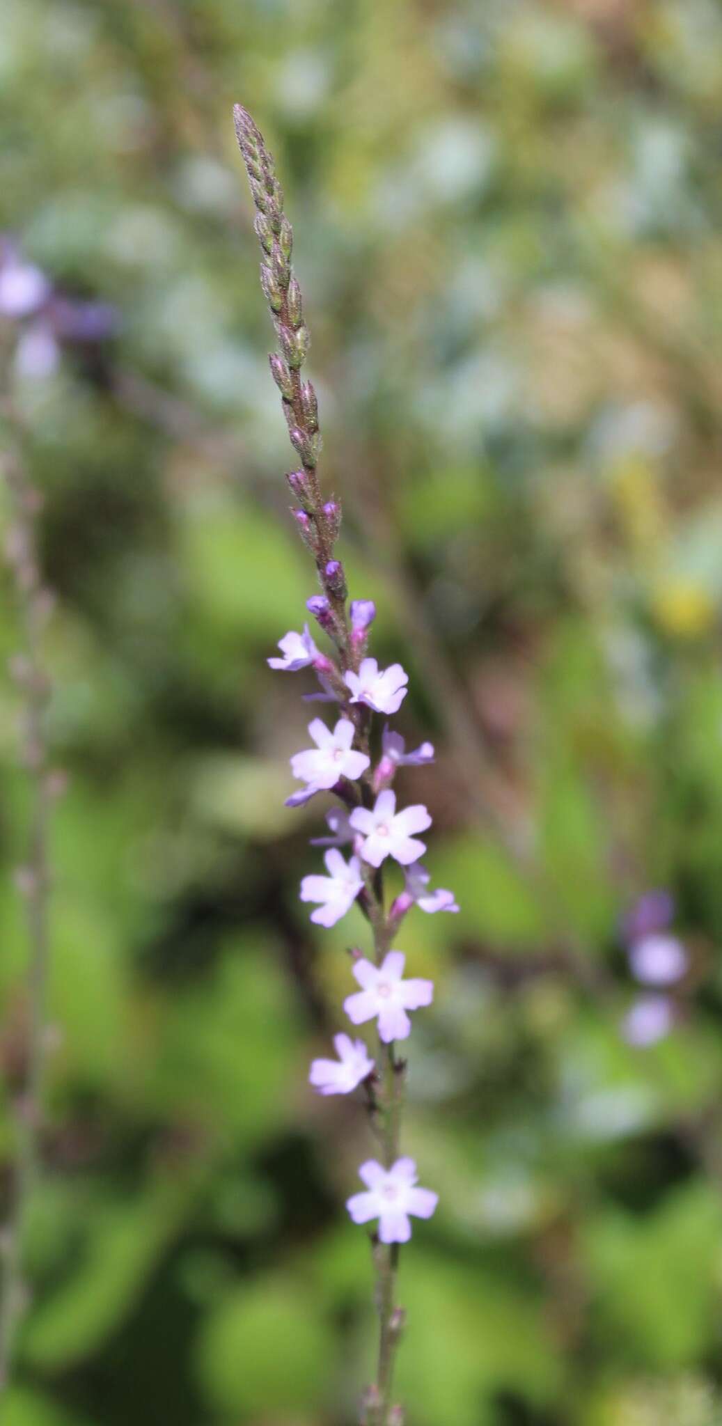 Image of mint vervain