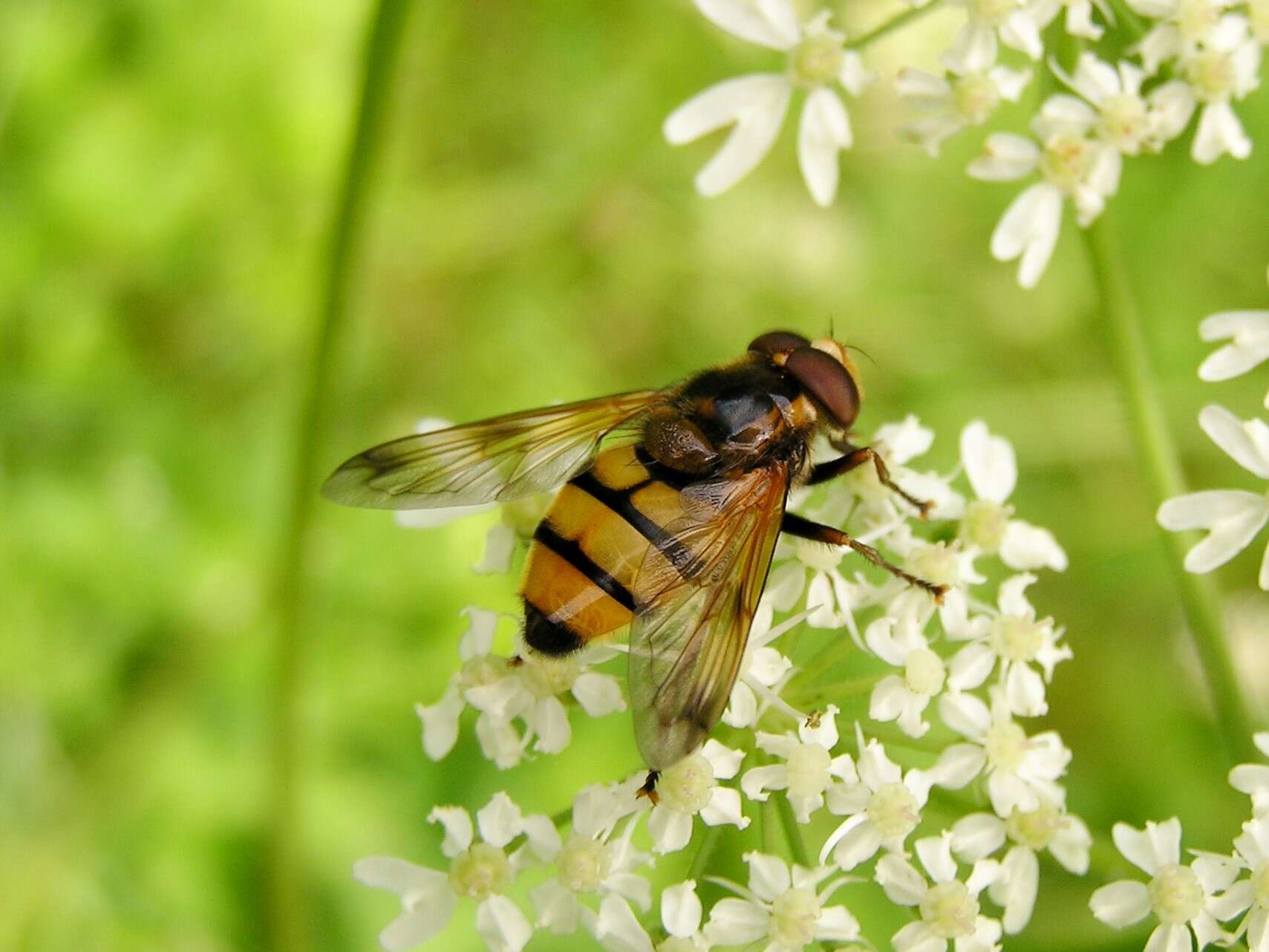 Image of lesser hornet hoverfly