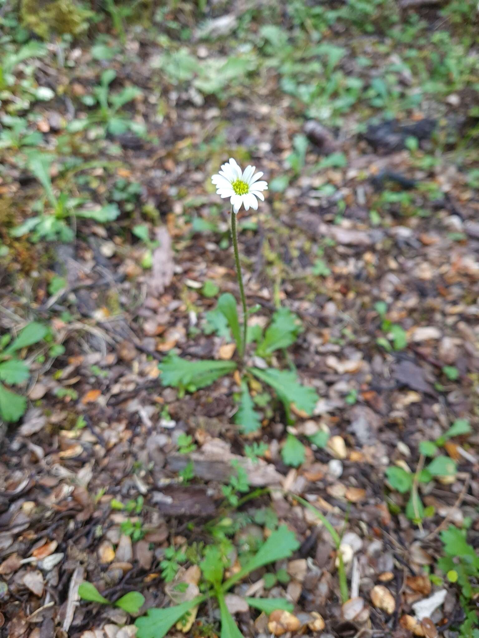 Image of Brachyscome radicata Hook. fil.