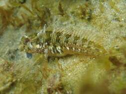 Image of Mystery blenny