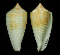 Image of Conus asiaticus da Motta 1985