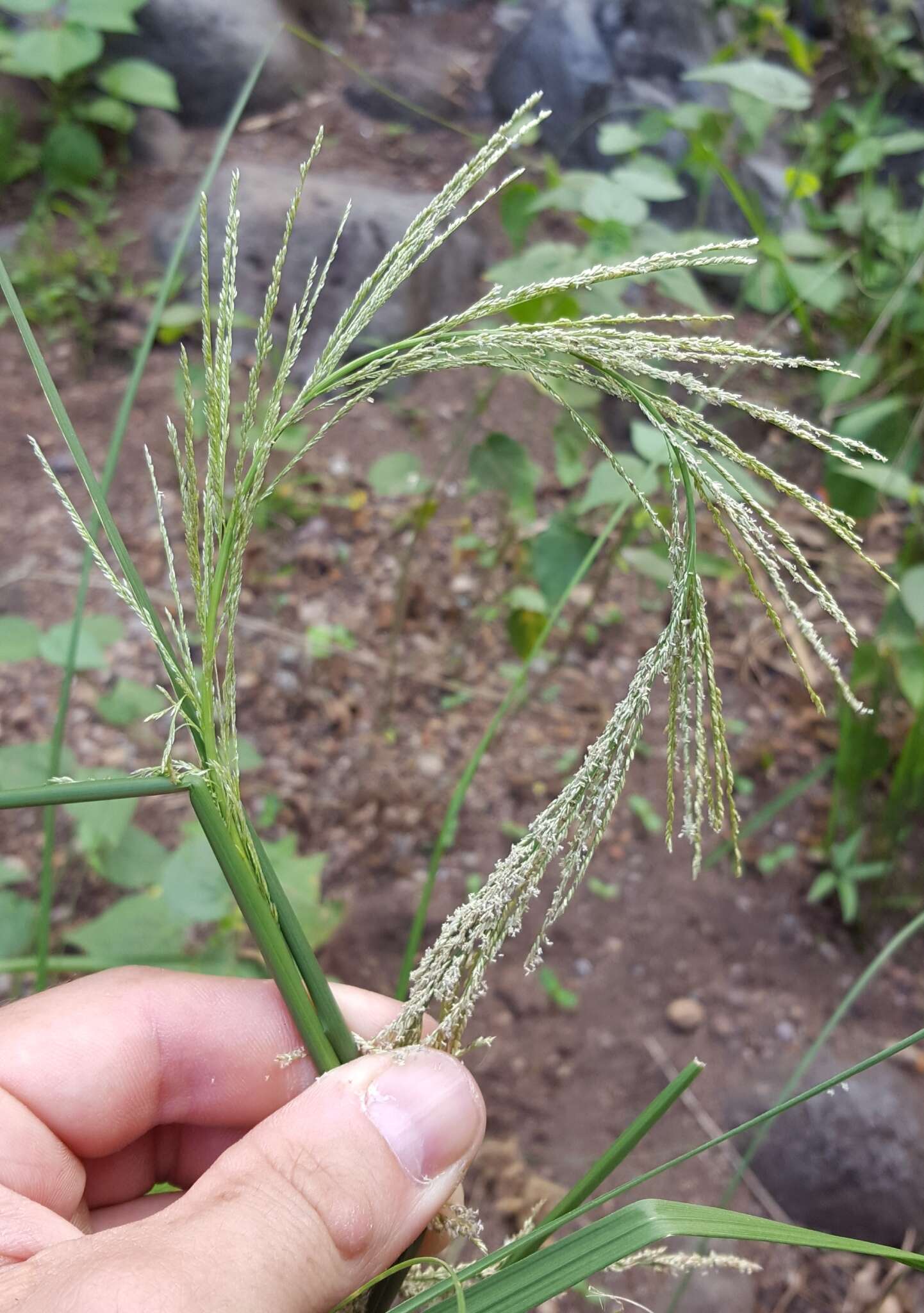 Image of Catstail dropseed