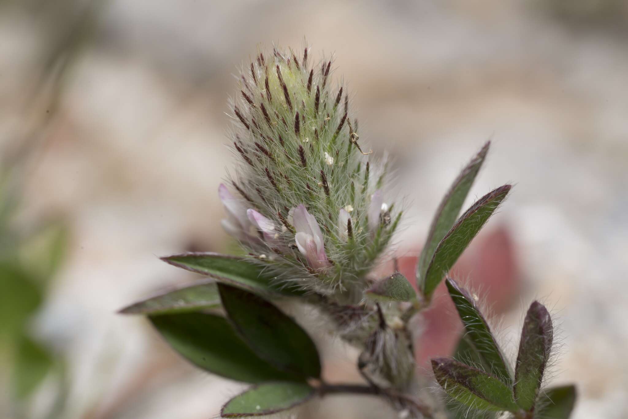 Image of Trifolium infamia-ponertii Greuter