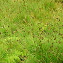 Image of Carex lachenalii subsp. parkeri (Petrie) Toivonen