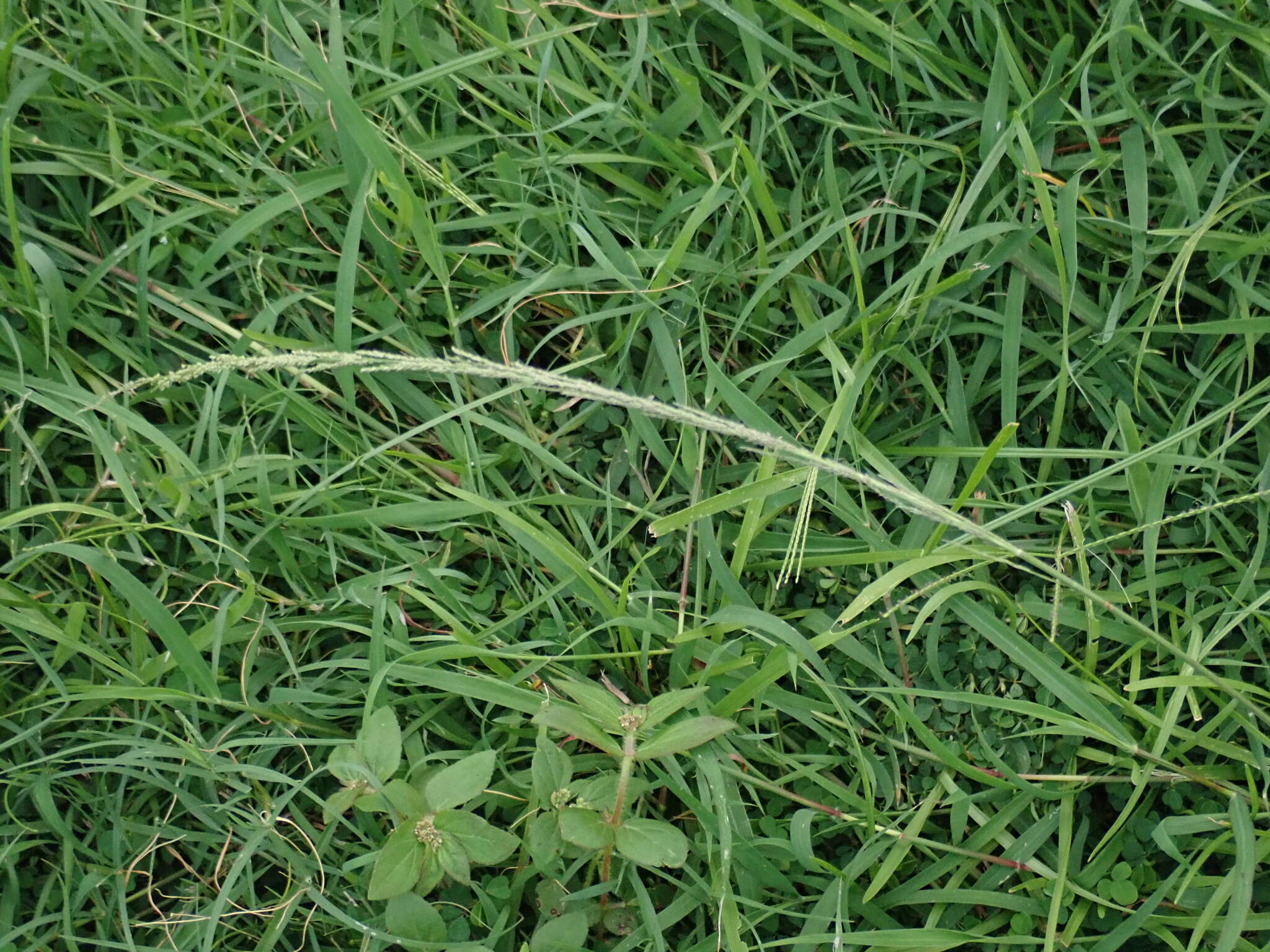 Image of smut grass