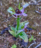 Слика од <i>Ophrys <i>bertolonii</i></i> subsp. bertolonii