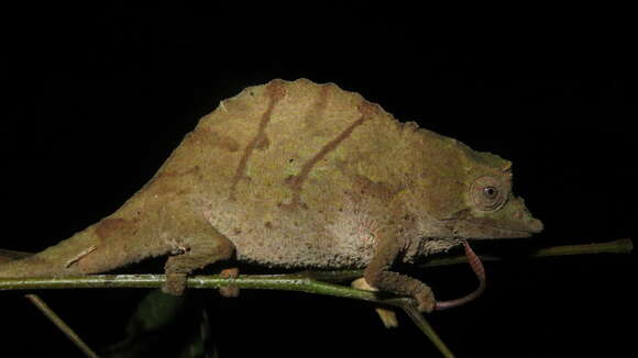 Image of Usambara Stumptail Chameleon