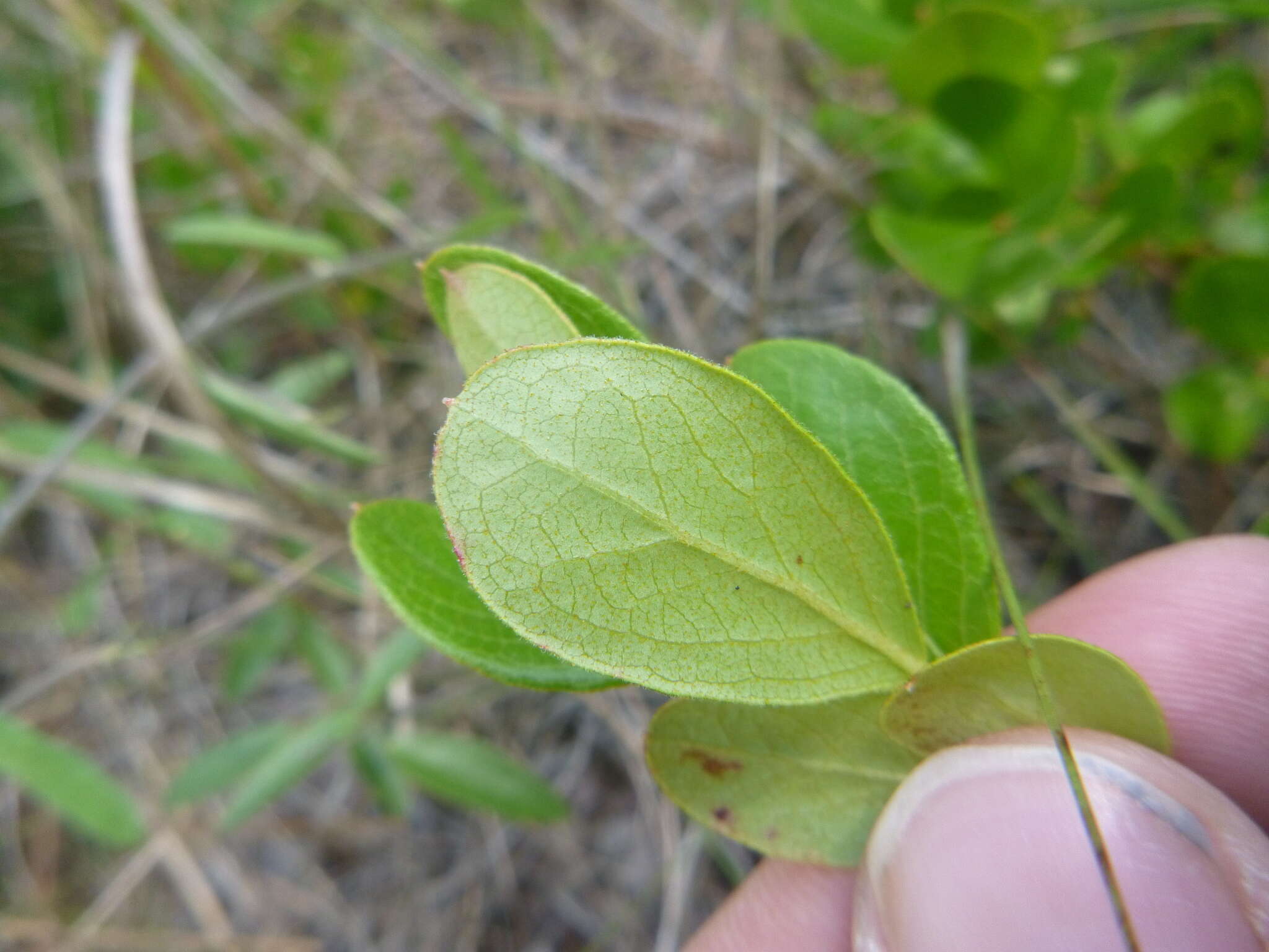 Image of dwarf huckleberry