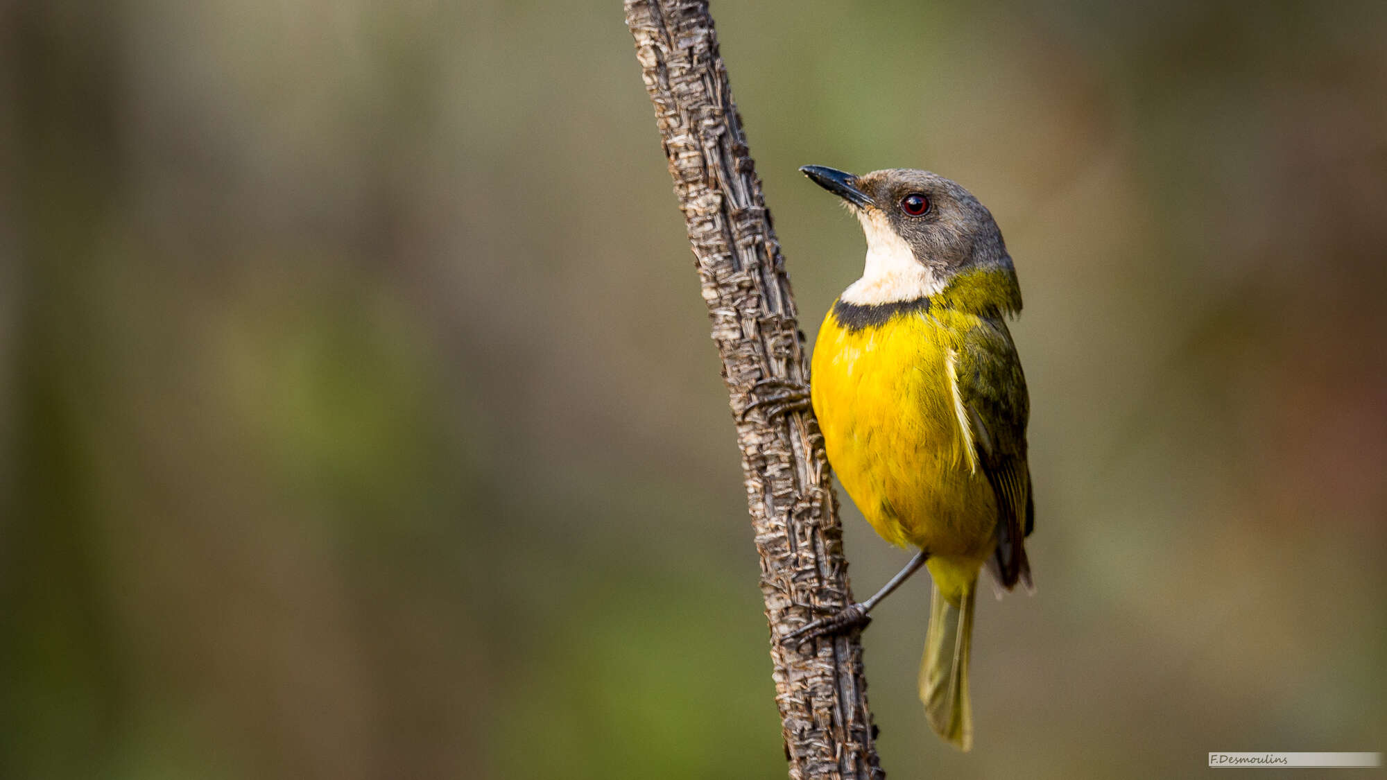 صورة Pachycephala caledonica (Gmelin & JF 1789)