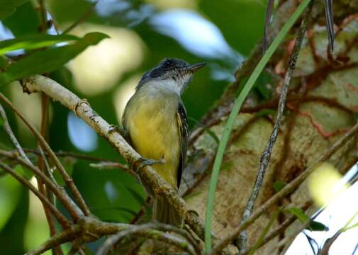 Image of Plain Antvireo