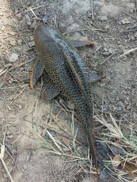 Image of Long-fin armored catfish