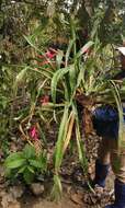 Image of Billbergia decora Poepp. & Endl.