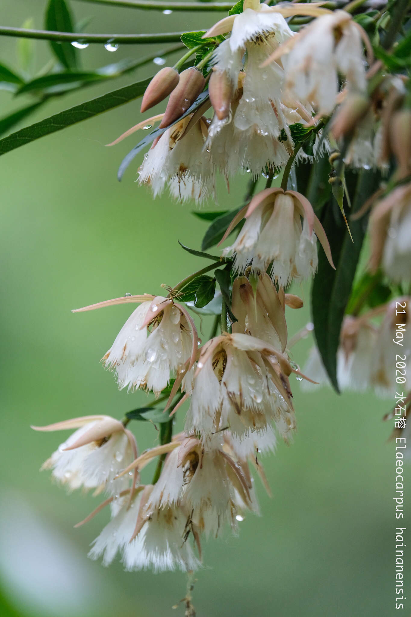 Image of Elaeocarpus hainanensis Oliv.